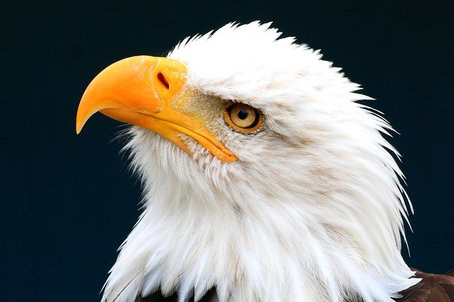 Bald Eagle Days set for Jan. 6-8